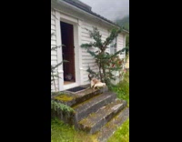 Cat run then jumps to open door