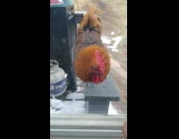 Rooster chicken peck window finger of filmer