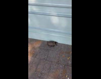 Collab WINY - Turtle crawls near building wall at park