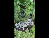 Plant with Grow Dammit sign on street