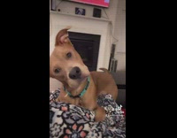 Brown dog on couch tilting head looks like scooby doo