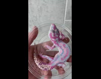 Color pink blue lizard inside of plastic container 