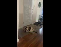 Cat rub self on owner gray shoes 