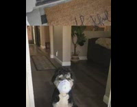 Dog bored in the house during quarantine