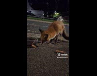 Woman gives fox sausages 