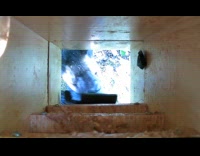 Black bear tries to reach peanut butter