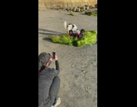 Woman picture four dogs on moss rock 