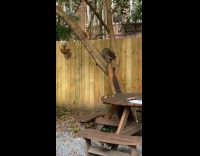 Young raccoon explores back garden for food