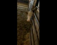 BitchMP - White cow peaks head out 