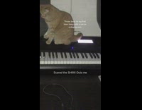 Collab BitchMP - Cat sitting on piano middle of night 