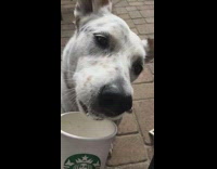 White Dog Slow Mo Licks Whip Cream Out Of Starbucks Cup