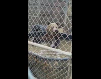 Snapchat Bear research and conservation bear inside of dirty water tub