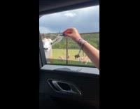 Gazelle eats food from hand of woman