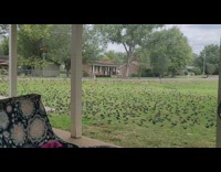 Flock of birds on yard fly together