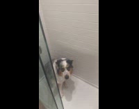 Collab Clips MPUGC - Dog terrified of flies hides inside shower 