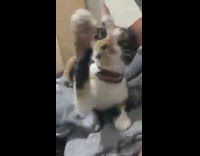 Girl dangles earphones in front of cat 