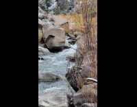 Deer stuck in the river strong current