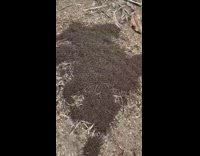 Colony of black ants on the ground