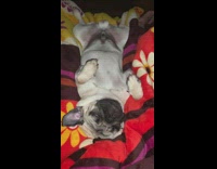 Pug dog sleeps on its back snores 