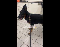 Collab Clips MPUGC - Dog fighting medicine legs stuck down