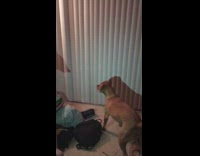 Collab Clips mpugc - Dog fighting afraid of shadow puppets