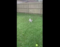 Brown white puppy jumps at bubbles backyard 