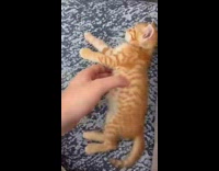 Collab PLC - Orange kitten keeps laying down when picked up