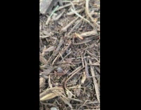 Small ant carries a dried leaf on the ground