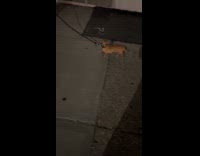 Chihuahua stares at woman while walking