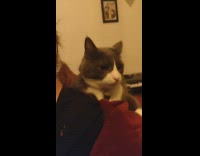 Grey white cat head on shoulder girl 