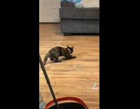 Cat slips on newly mopped floor 