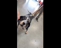 Man mistaken dogs cyst as ballsack 