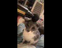 Collab Clips MPUGC - Cat likes using massage gun