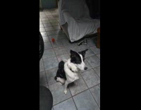 Woman train pet dog speak command for treats