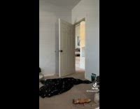 Girl plays disappearing prank on dog 