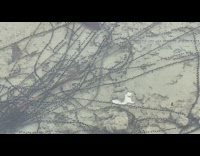 Strings of toad eggs lay inside pool 