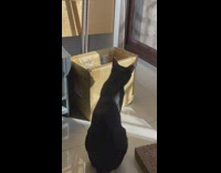 Kitten tries to get out of box 
