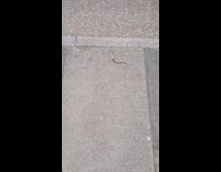 Small wounded snake on the sidewalk