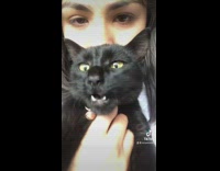 Cat lifted off sink meows and cries 