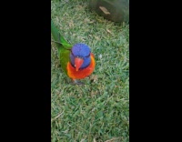 Submitter shows flock of rainbow lorikeets