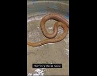 Guy films snake with phone on stick 