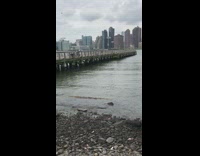 penis on rocks next to nyc river