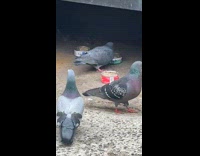 Collab WINY - Flock of pigeons eat food from can