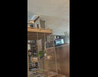 Pet bird watches an online class from its cage
