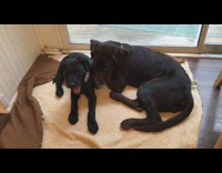 small chocolate brown lab tries to wiggle its way from under its mother 
