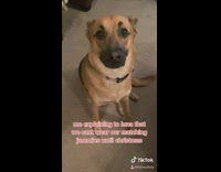 Dog red pajamas matching