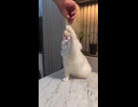 Collab PLC - White Cat slap and play with mouse plushy held by owner.