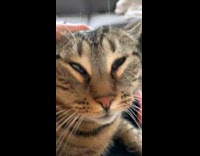 Person pull face back of tabby cat