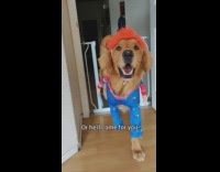 Golden retriever dog will chase you if you steal apples 