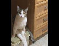 Grey brown white cat sits upright handicap 